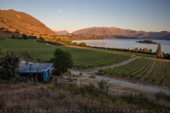 lake and vineyard 3 stock image, wanaka, new zealand lake and vineyard 3 stock image, wanaka, new zealand