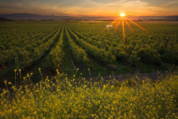 pear sunset stock image, rogue valley, oregon pear sunset stock image, rogue valley, oregon