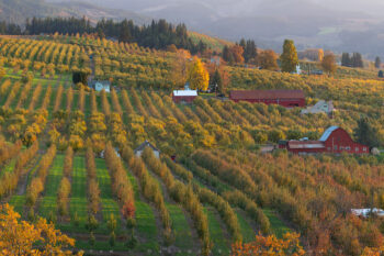 Hood River Orchards stock image, hood river valley, oregon Hood River Orchards stock image, hood river valley, oregon