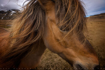 Icelandic Pony Closeup Stock image, iceland Icelandic Pony Closeup Stock image, iceland