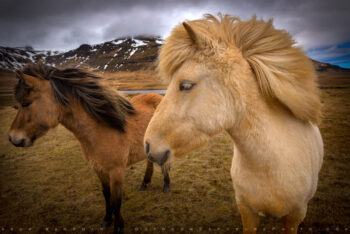 Icelandic Ponies Stock Image, Iceland Icelandic Ponies Stock Image, Iceland