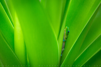 green anole stock image, big island, hawaii green anole stock image, big island, hawaii