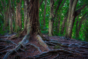 tree stock image, big island, hawaii tree stock image, big island, hawaii