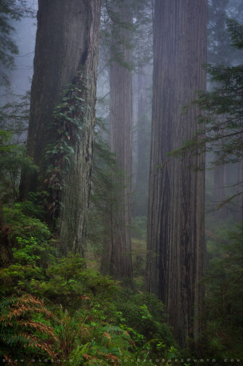 Ancient Trees Print, Redwoods, California Ancient Trees Print, Redwoods, California
