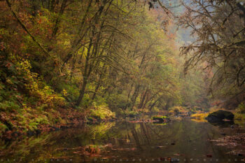 Autumn Stream Print, Redwoods, California Autumn Stream Print, Redwoods, California