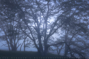 oaks in the fog stock image, northern coast, california oaks in the fog stock image, northern coast, california