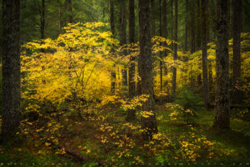 McKenzie Highway vine maple print, Willamette national forest, oregon McKenzie Highway vine maple print, Willamette national forest, oregon
