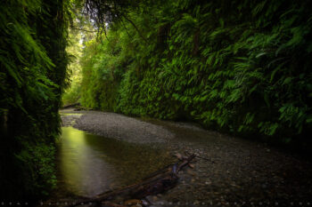 Canyon of Ferns Stock Image, Redwood Forest, California Canyon of Ferns Stock Image, Redwood Forest, California