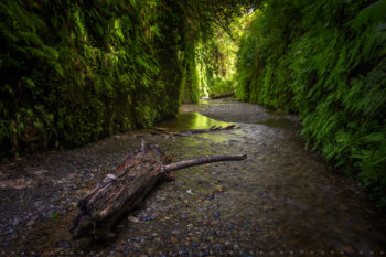 Fern Canyon Stock Image, Redwood Forest, California Fern Canyon Stock Image, Redwood Forest, California