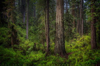 Patriarch Stock Image, Redwood Forest, California Patriarch Stock Image, Redwood Forest, California