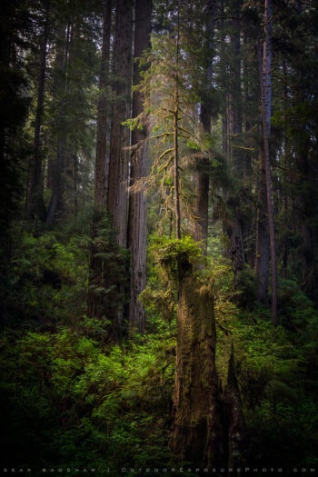 On the Shoulder of a Giant Print, Redwoods, California On the Shoulder of a Giant Print, Redwoods, California