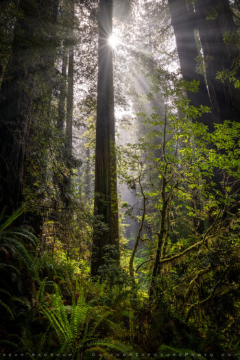 Light in the Depths Print, Redwoods, California Light in the Depths Print, Redwoods, California