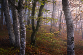 Bohinj Woods Stock Image, Slovenia Bohinj Woods Stock Image, Slovenia