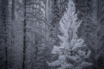 Frost Forest Stock Image, Washington Frost Forest Stock Image, Washington