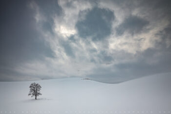 Lone Tree Stock Image, Palouse Region, Washington Lone Tree Stock Image, Palouse Region, Washington