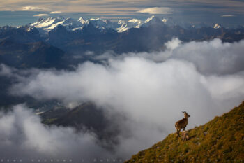Swiss Alps and Ibex stock image, Switzerland Swiss Alps and Ibex stock image, Switzerland