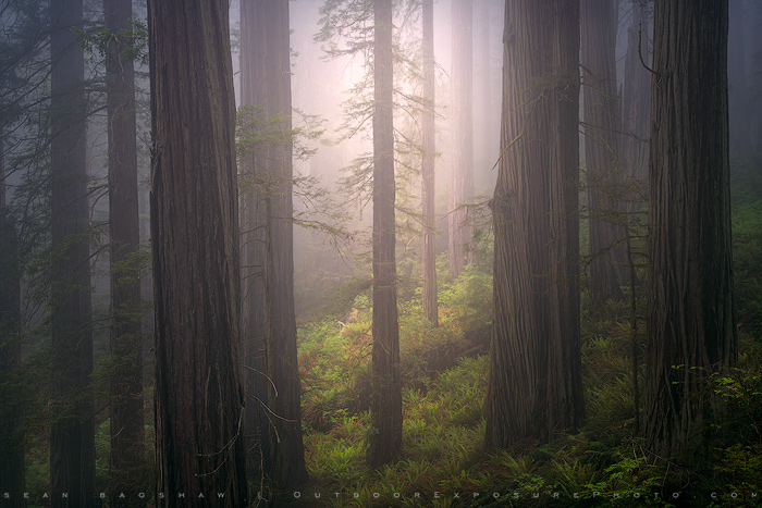 Redwood National Park (With David Cobb)