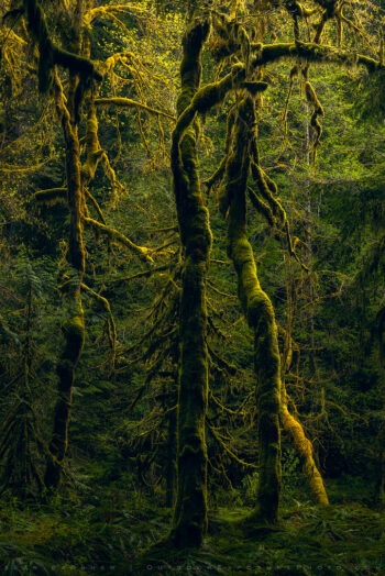 Illuminated Maples Print, Washington Illuminated Maples Print, Washington